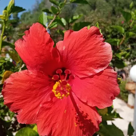 B&B Villa Skino